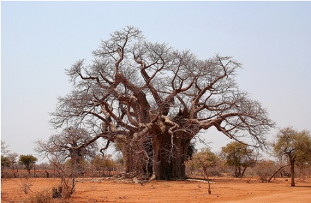 baobab_red